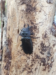 Mallodon chevrolatii