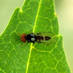 Bertamyia notata