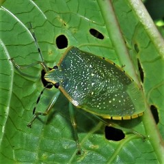 Chinavia pallidoconspersa