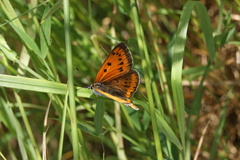 Lycaena dispar