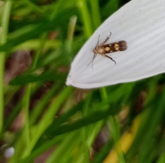 Eretmocera impactella