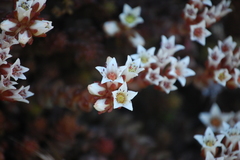Sedum reniforme