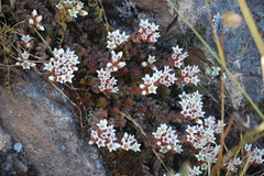 Sedum reniforme