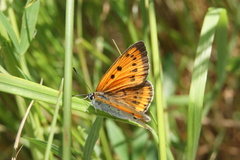 Lycaena dispar