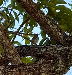 Lichmera indistincta