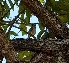 Lichmera indistincta