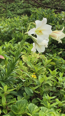 Lilium longiflorum scabrum