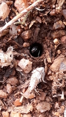 Camponotus sericeus