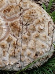 Calbovista subsculpta