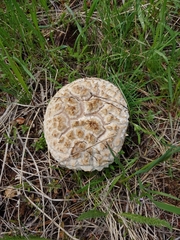 Calbovista subsculpta