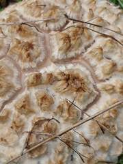 Calbovista subsculpta