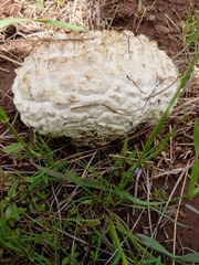 Calbovista subsculpta