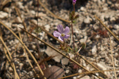 Leptosiphon breviculus