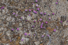 Saltugilia splendens