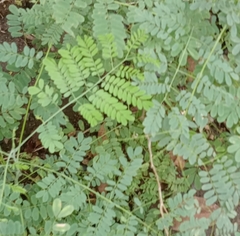 Caesalpinia pulcherrima