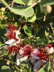 Feijoa