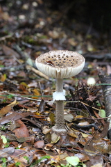 Amanita cinereoannulosa