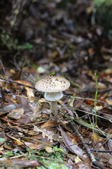 Amanita cinereoannulosa