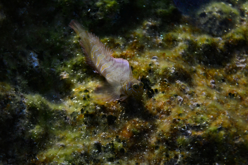 Horozbina balığı