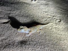 Stenodactylus petrii