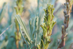 Castilleja plagiotoma