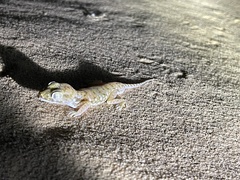 Stenodactylus petrii