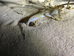 Stenodactylus petrii