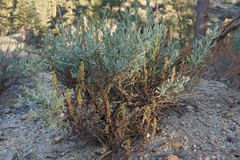 Castilleja plagiotoma