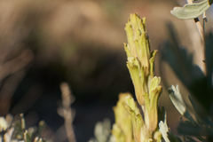 Castilleja plagiotoma