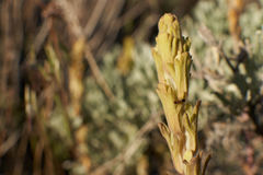 Castilleja plagiotoma