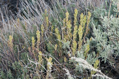 Castilleja plagiotoma