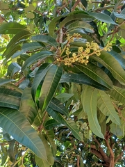 Mangifera indica