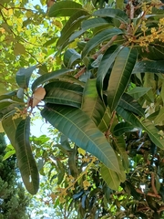 Mangifera indica