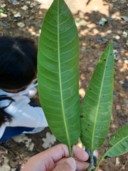 Mangifera indica