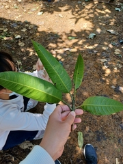 Mangifera indica