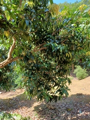 Mangifera indica