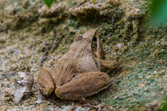 Ptychadena anchietae
