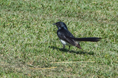 Rhipidura leucophrys