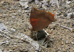 Charaxes psaphon