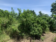 Zanthoxylum simulans