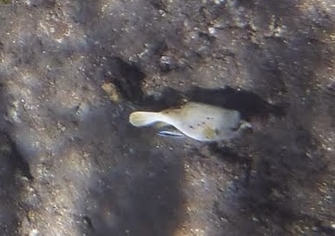 Blackspotted Puffer — seen at this dive site
