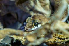 Pachydactylus punctatus