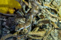 Pachydactylus punctatus