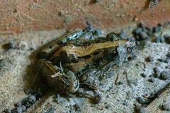 Ptychadena mossambica