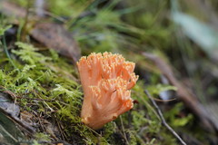 Ramaria samuelsii