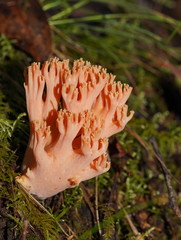 Ramaria samuelsii
