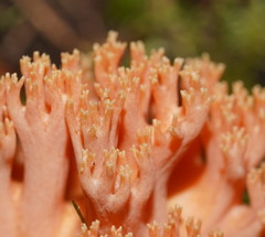 Ramaria samuelsii