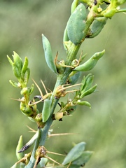 Sclerolaena muricata