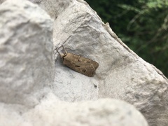 Agrotis exclamationis