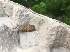 Agrotis exclamationis